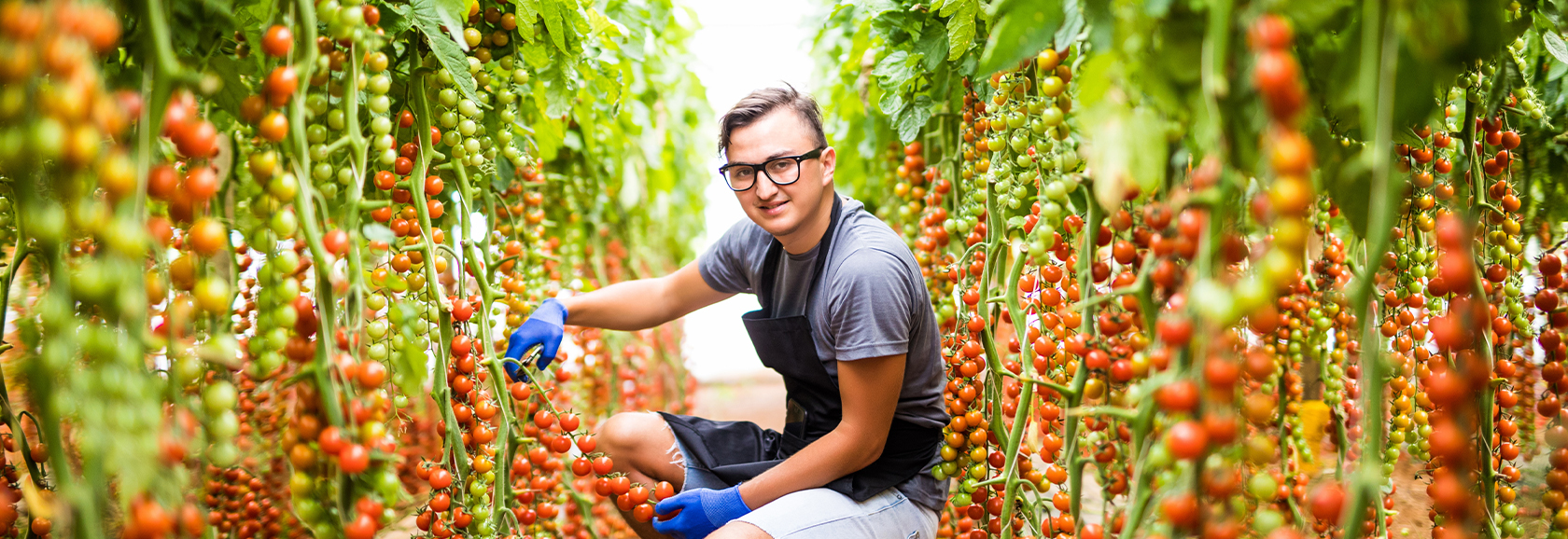Pracownik szklarni z pomidorami